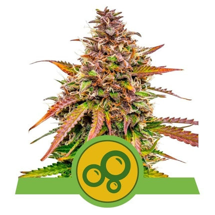 Royal Queen Seeds Bubble Kush Automatic