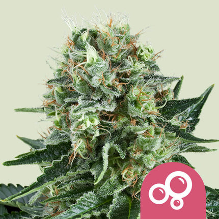 Royal Queen Seeds Bubble Kush (Royal Queen Seeds)