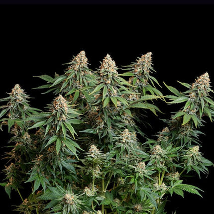 Royal Queen Seeds Bubble Kush (Royal Queen Seeds)
