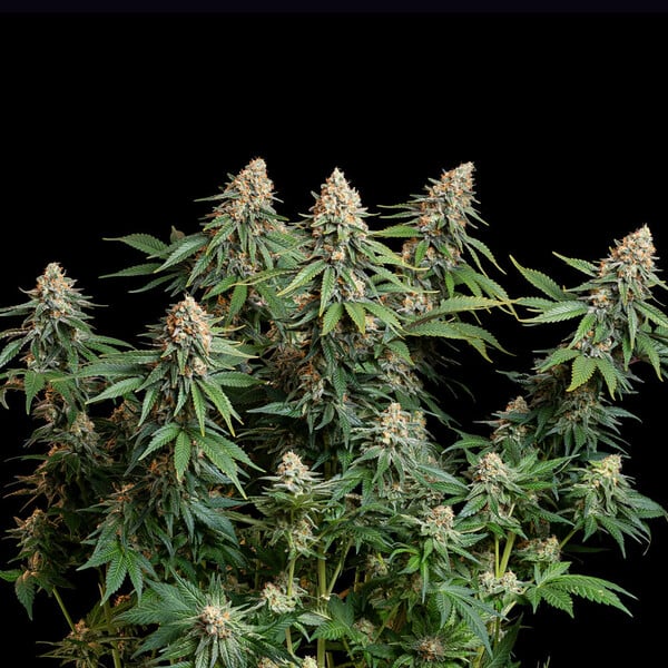 Royal Queen Seeds Bubble Kush (Royal Queen Seeds)