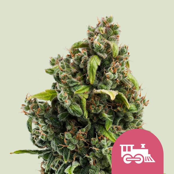 Royal Queen Seeds Candy Kush Express (Royal Queen Seeds)