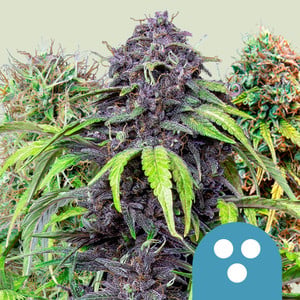 Royal Queen Seeds CBD MIX (Royal Queen Seeds)