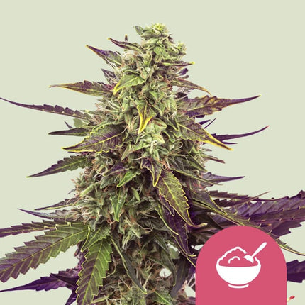 Royal Queen Seeds Cereal Milk (Royal Queen Seeds)