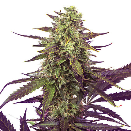 Royal Queen Seeds Cereal Milk (Royal Queen Seeds)