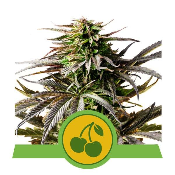 Royal Queen Seeds Cherry Pie Auto