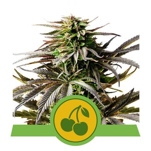 Royal Queen Seeds Cherry Pie Autoflower