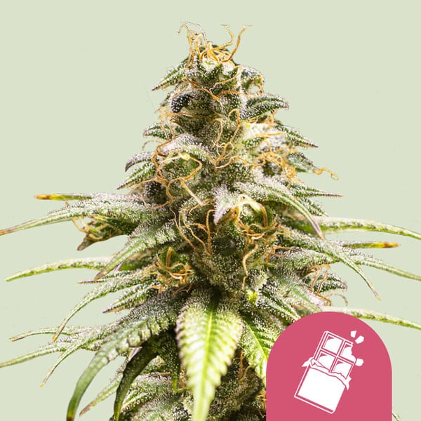 Royal Queen Seeds Chocolate Haze (Royal Queen Seeds)