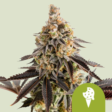 Royal Queen Seeds Cookies Gelato Auto (Royal Queen Seeds)