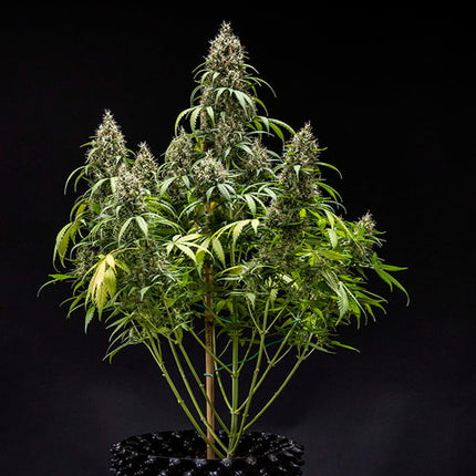Royal Queen Seeds Cookies Gelato Auto (Royal Queen Seeds)
