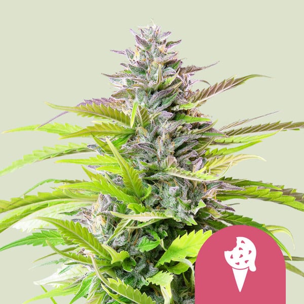 Royal Queen Seeds Cookies Gelato (Royal Queen Seeds)