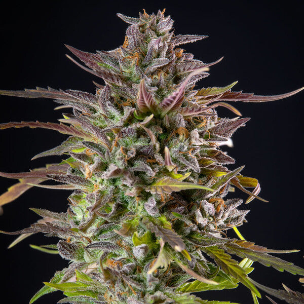 Royal Queen Seeds Cookies Gelato (Royal Queen Seeds)