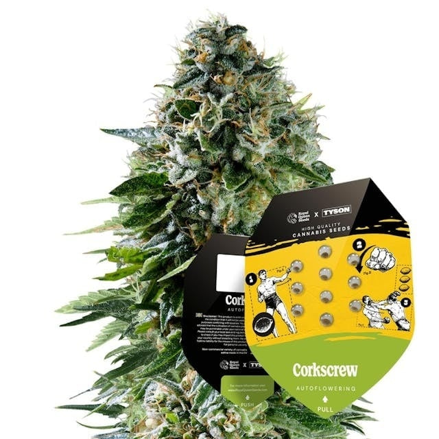 Royal Queen Seeds Corkscrew Auto (Royal Queen Seeds)