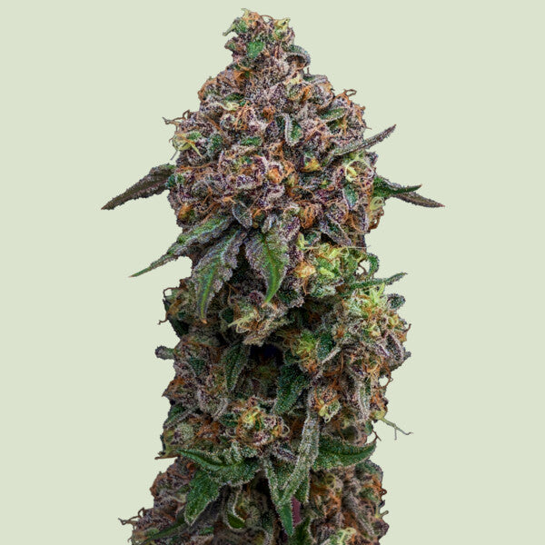 Royal Queen Seeds Cosmic Cheddar F1 (Royal Queen Seeds)