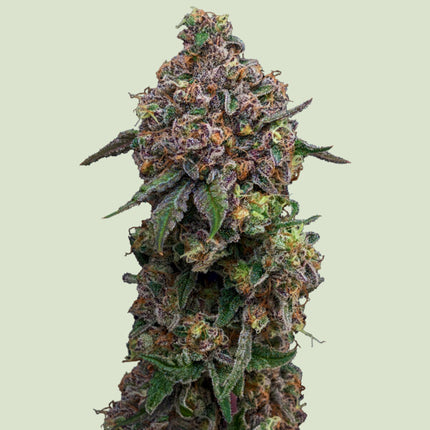 Royal Queen Seeds Cosmic Cheddar F1 (Royal Queen Seeds)