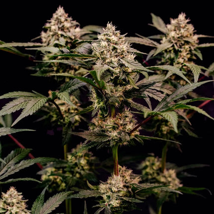 Royal Queen Seeds Cosmic Cheddar F1 (Royal Queen Seeds)