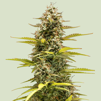 Royal Queen Seeds Cosmos F1 (Royal Queen Seeds)