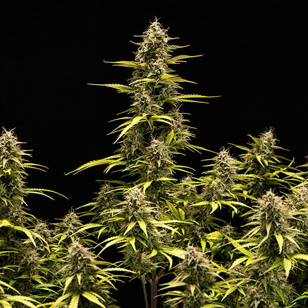 Royal Queen Seeds Cosmos F1 (Royal Queen Seeds)