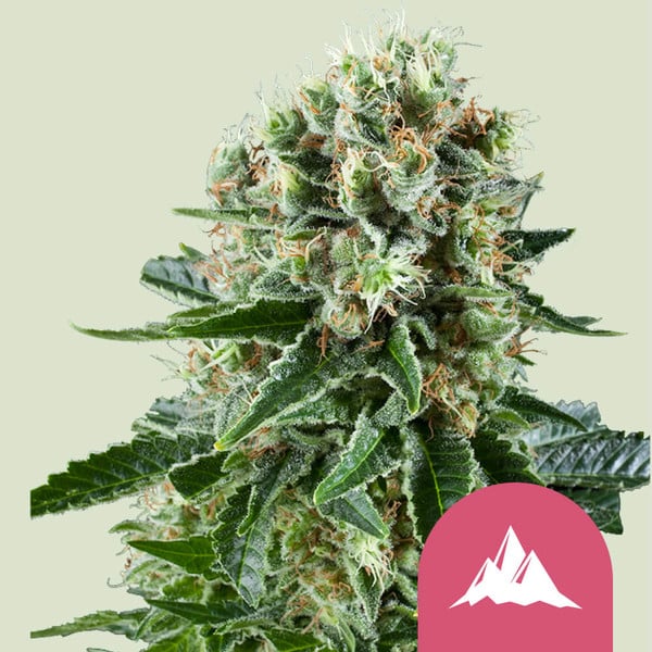 Royal Queen Seeds Critical Kush (Royal Queen Seeds)