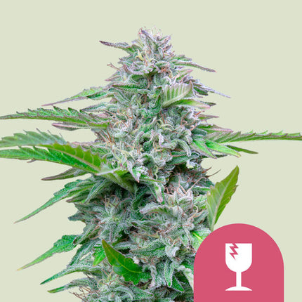 Royal Queen Seeds Critical (Royal Queen Seeds)