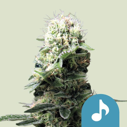 Royal Queen Seeds Dance World (Royal Queen Seeds)