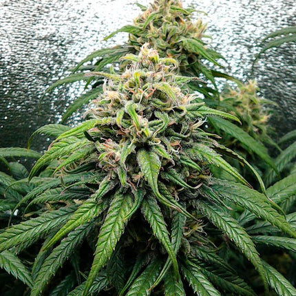 Royal Queen Seeds Dance World (Royal Queen Seeds)
