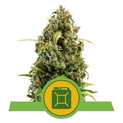 Royal Queen Seeds Diesel Auto (Royal Queen Seeds)