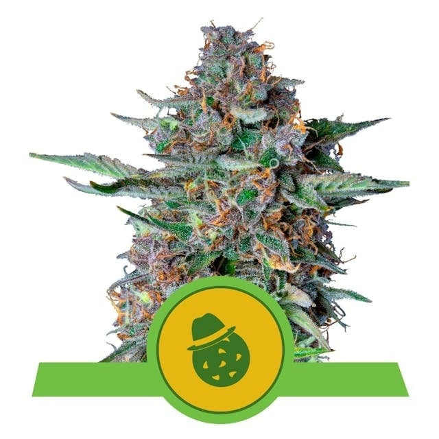 Royal Queen Seeds Do-Si-Dos Auto (Royal Queen Seeds)