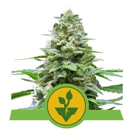 Royal Queen Seeds Easy Bud (Royal Queen Seeds)