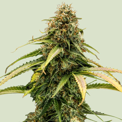 Royal Queen Seeds Epsilon F1 (Royal Queen Seeds)