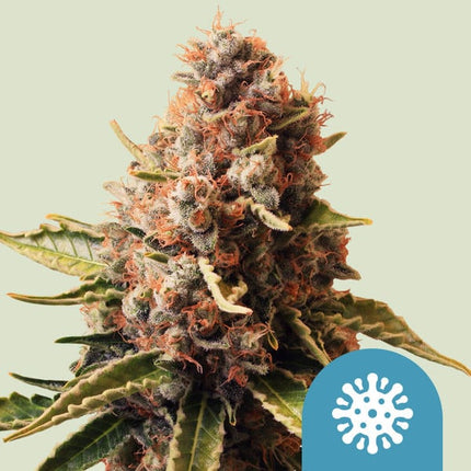 Royal Queen Seeds Euphoria (Royal Queen Seeds)