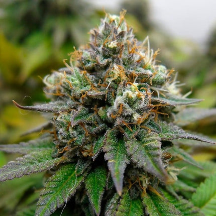 Royal Queen Seeds Euphoria (Royal Queen Seeds)