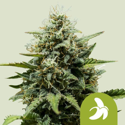 Royal Queen Seeds Fat Banana Auto (Royal Queen Seeds)