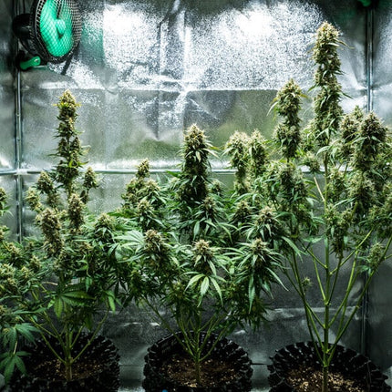 Royal Queen Seeds Fat Banana Auto (Royal Queen Seeds)