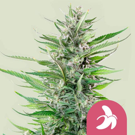 Royal Queen Seeds Fat Banana (Royal Queen Seeds)