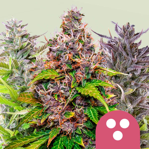 Royal Queen Seeds Feminized Mix (Royal Queen Seeds)