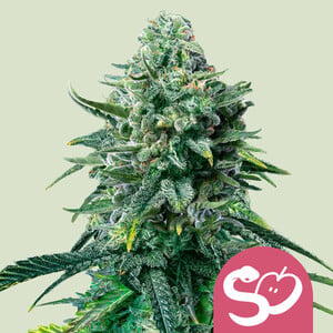Royal Queen Seeds Forbidden Fruit (Royal Queen Seeds)