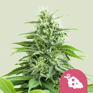 Royal Queen Seeds Fruit Spirit (Royal Queen Seeds)