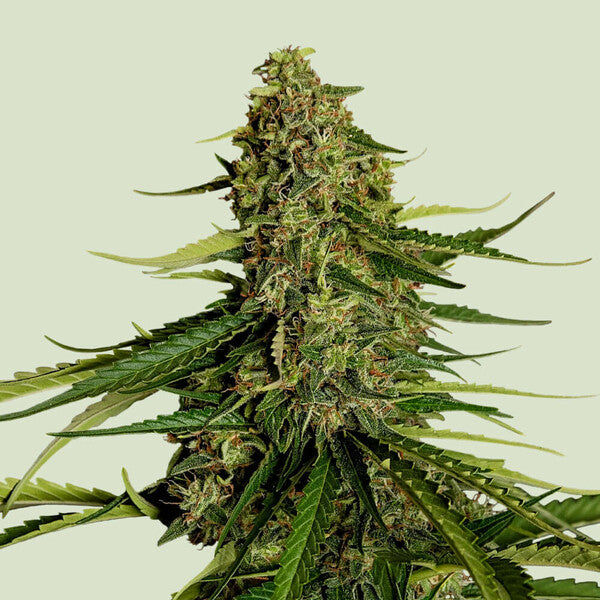 Royal Queen Seeds Gaia F1 (Royal Queen Seeds)