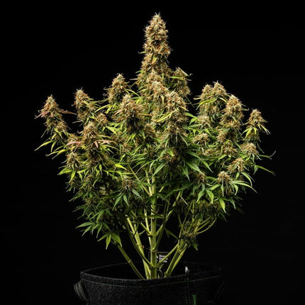 Royal Queen Seeds Gaia F1 (Royal Queen Seeds)