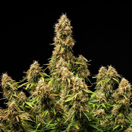 Royal Queen Seeds Gaia F1 (Royal Queen Seeds)