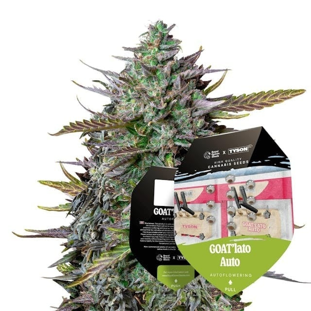 Royal Queen Seeds GOAT'Lato Auto (Royal Queen Seeds)