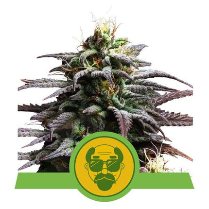 Royal Queen Seeds Grandaddy Purple Auto (Royal Queen Seeds)