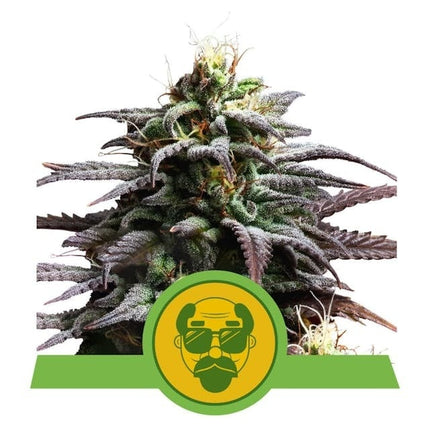 Royal Queen Seeds Grandaddy Purple Autoflower