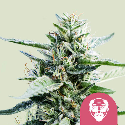 Royal Queen Seeds Granddaddy Purple (Royal Queen Seeds)
