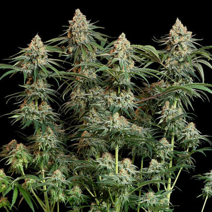 Royal Queen Seeds Granddaddy Purple (Royal Queen Seeds)