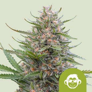 Royal Queen Seeds Grape Ape Auto