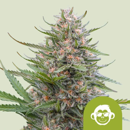 Royal Queen Seeds Grape Ape Auto