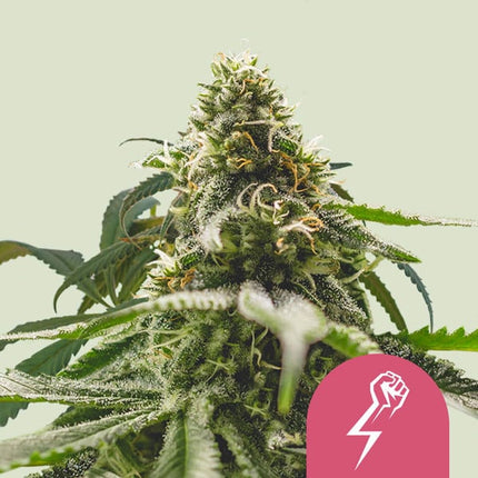 Royal Queen Seeds Green Crack Punch (Royal Queen Seeds)