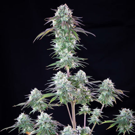 Royal Queen Seeds Green Crack Punch (Royal Queen Seeds)