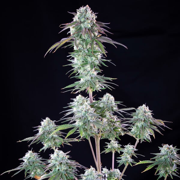 Royal Queen Seeds Green Crack Punch (Royal Queen Seeds)